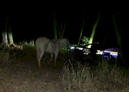 Ivinhema - Patrulha Rural prende autor e recupera animal furtado em Nova Andradina