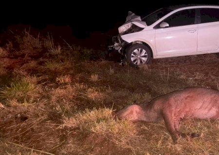 Motorista colide veículo em anta na BR - 060