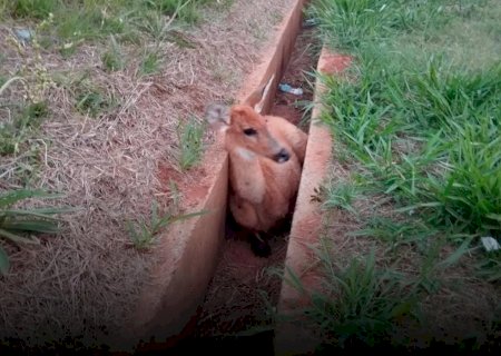 PMA resgata cervo atropelado em rodovia e encaminha para atendimento especializado