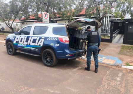 Ivinhema - Polícia Militar prende jovem pelo crime de violência doméstica