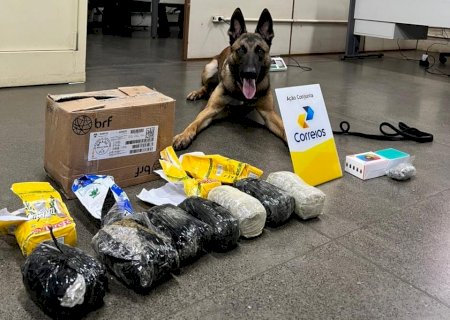 Polícia Civil intercepta encomendas com mais de 2,3 kg de drogas durante operação em parceria com os Correios