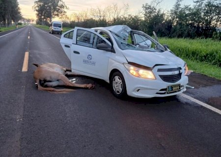 Carro fica com teto destruído após atropelar animal