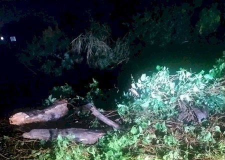 Chuva e vento forte derrubam árvores e causam transtornos na MS-141 entre Ivinhema e Angelica