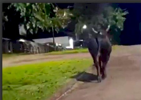 Touro escapa de rodeio e mata mulher durante fuga pelas ruas de Barbosa Ferraz