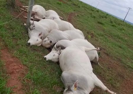 Rompimento de fio elétrico mata 7 touros e gera prejuízo de R$ 112 mil em fazenda de MS