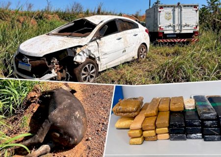 Homem morre após bater carro contra anta em rodovia; drogas são encontradas no veículo