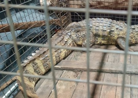 PMA resgata jacaré-do-papo-amarelo em unidade industrial de Dourados